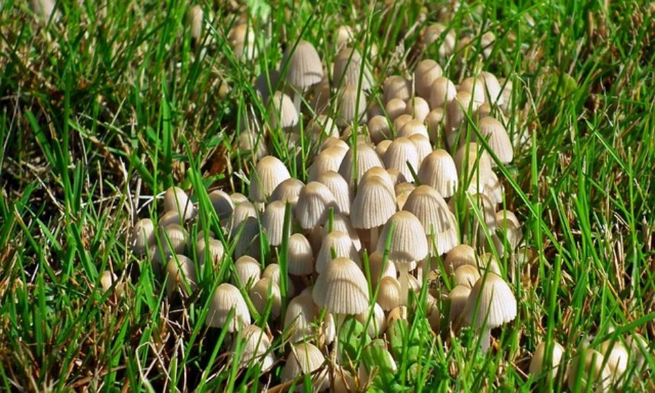 Plaines et champignons : où les chercher et quelles espèces dominent